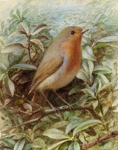Robin on a Twig